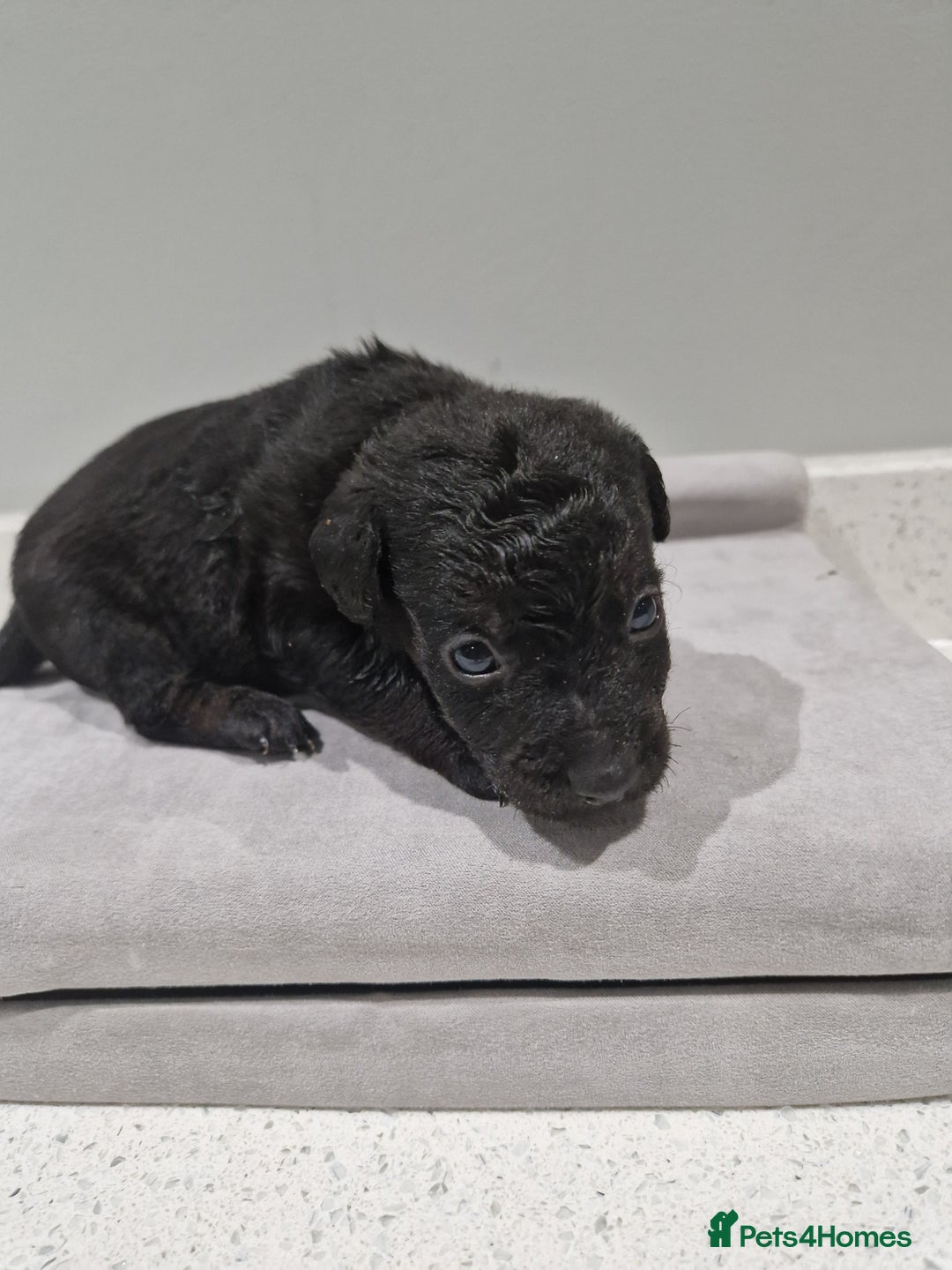 Mixed Breed dogs for sale: Patterdale x cavapoo  - Advert 6