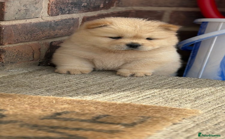 Chow Chow dogs - Advert 2