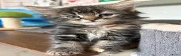 Mixed Breed cats for sale: Last Little Girl - Ready 16 October - Advert 13