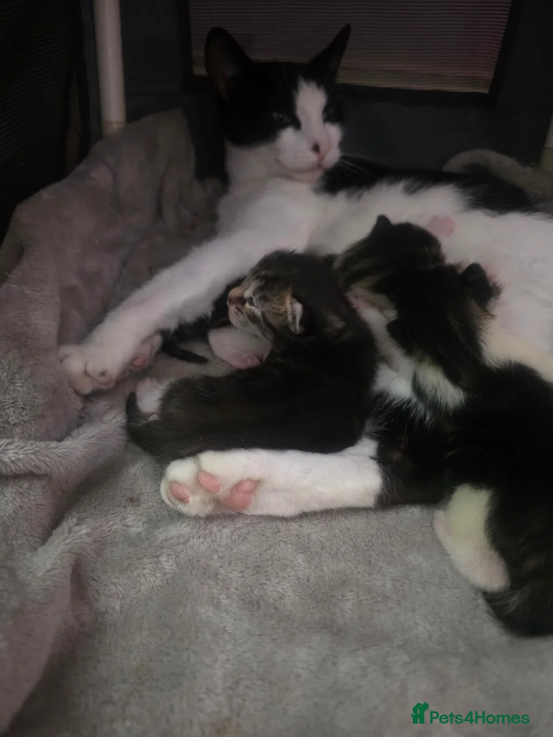 Maine Coon cats for sale: Maine coon Cross - Advert 15