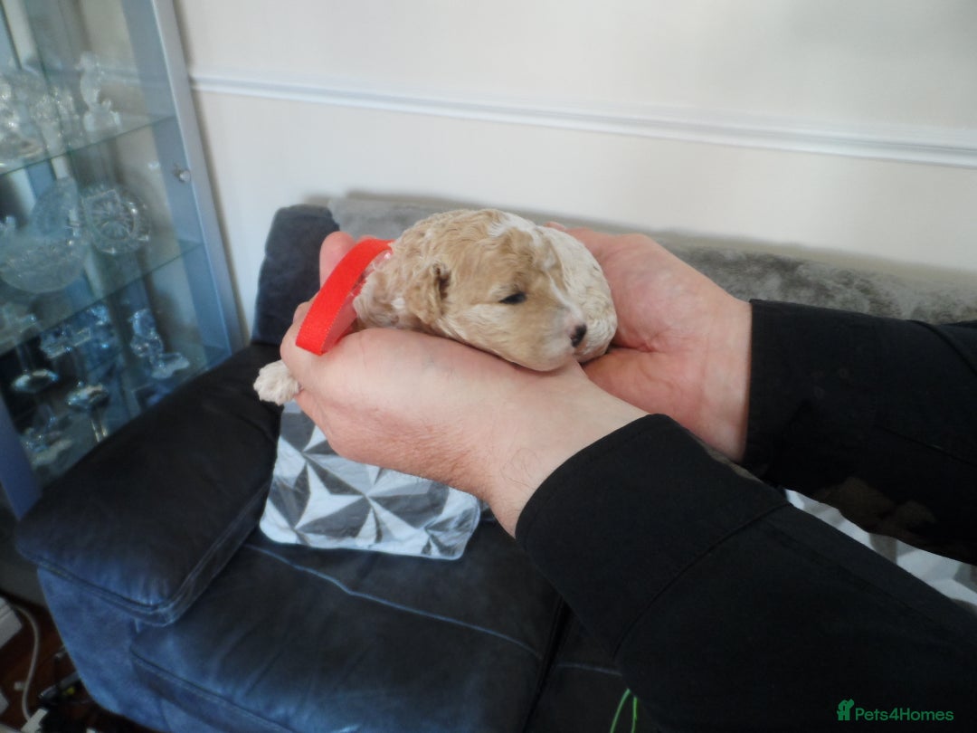 Cavapoo dogs for sale: stunning F1B cavapoo puppies health tested - Advert 2