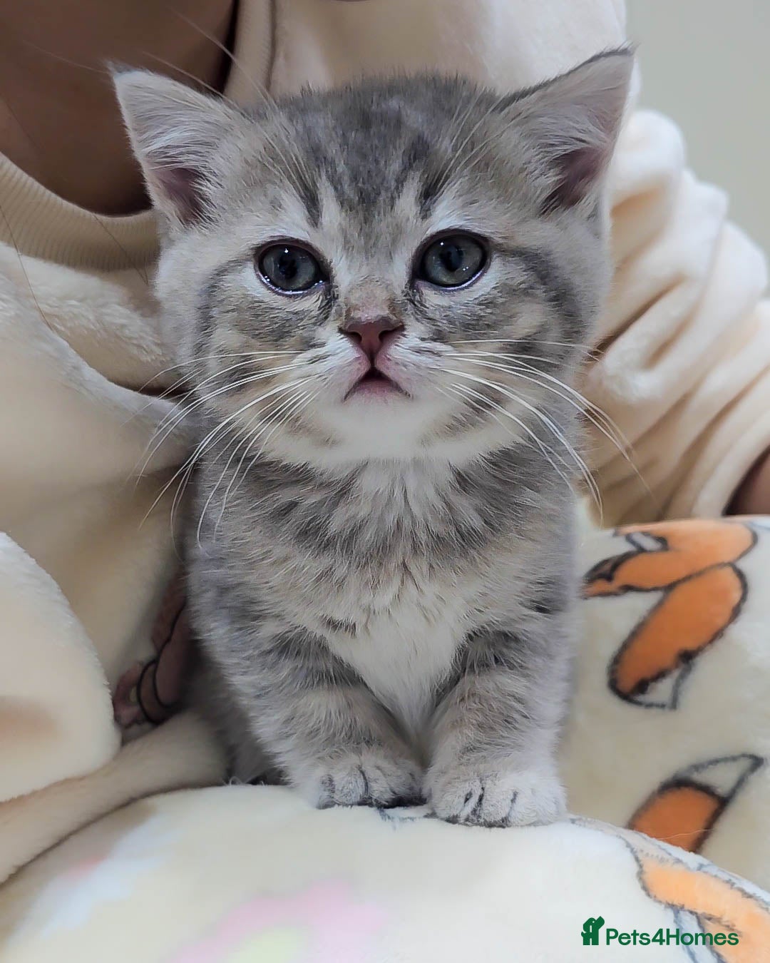 British Shorthair cats for sale: Adorable Kittens Ready For New Home - Advert 12