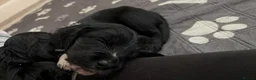 Cocker Spaniel dogs for sale: 6 Week old Working Cocker Spaniel Puppies - Advert 16