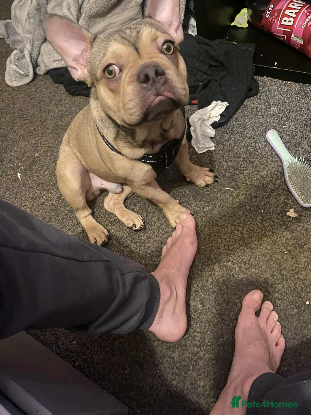 French Bulldog dogs for sale: French bulldog  in Huddersfield - Advert 1