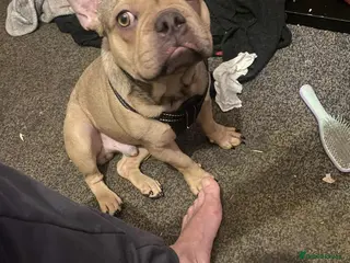 French Bulldog dogs French bulldog in Huddersfield - Advert 1