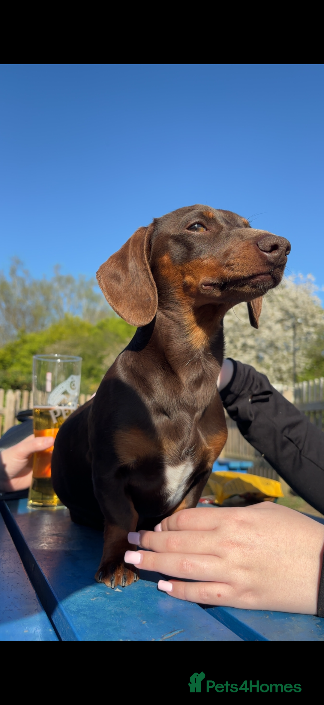 Miniature Dachshund dogs for stud: FOR STUD: Miniature short haired dachshund - Advert 1