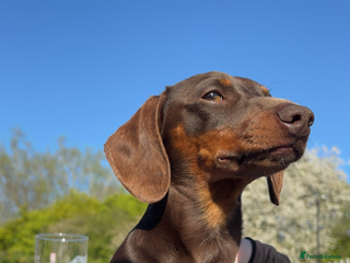 Miniature Dachshund dogs FOR STUD: Miniature short haired dachshund - Advert 1