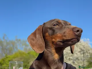 Miniature Dachshund dogs FOR STUD: Miniature short haired dachshund - Advert 16