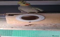 Cockatiels birds for sale: 3 cocketiels for sale - Image 15