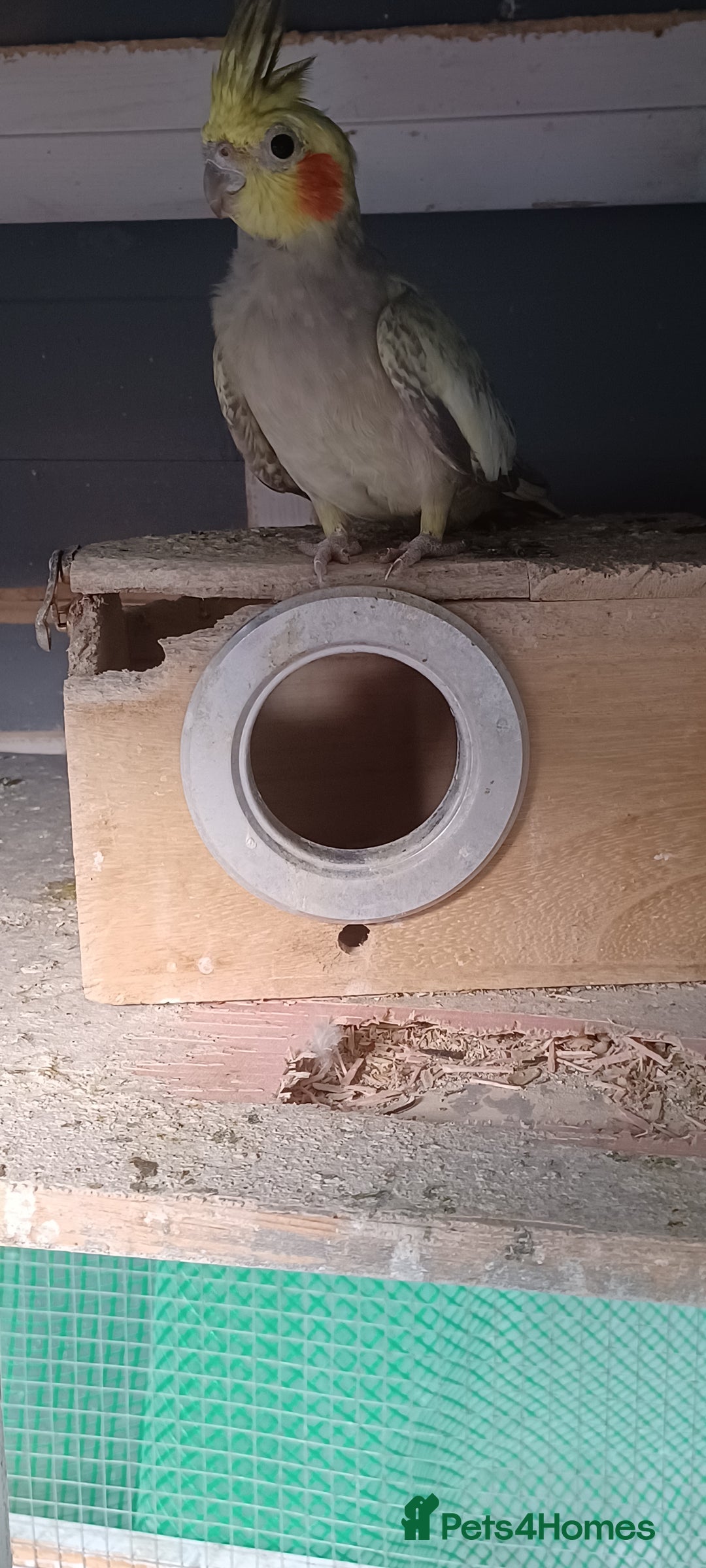 Cockatiels birds for sale: 3 cocketiels for sale - Image 15