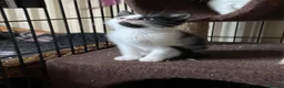 Mixed Breed cats for adoption: Rescue kittens ready for perfect homes! - Advert 5