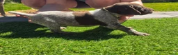 German Shorthaired Pointer dogs for sale: Stunning example of KC German Shorthaired Pointers in Tredegar - Advert 12