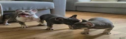 French Bulldog dogs for sale: Last two females ready this weekend, KC Registered - Advert 8
