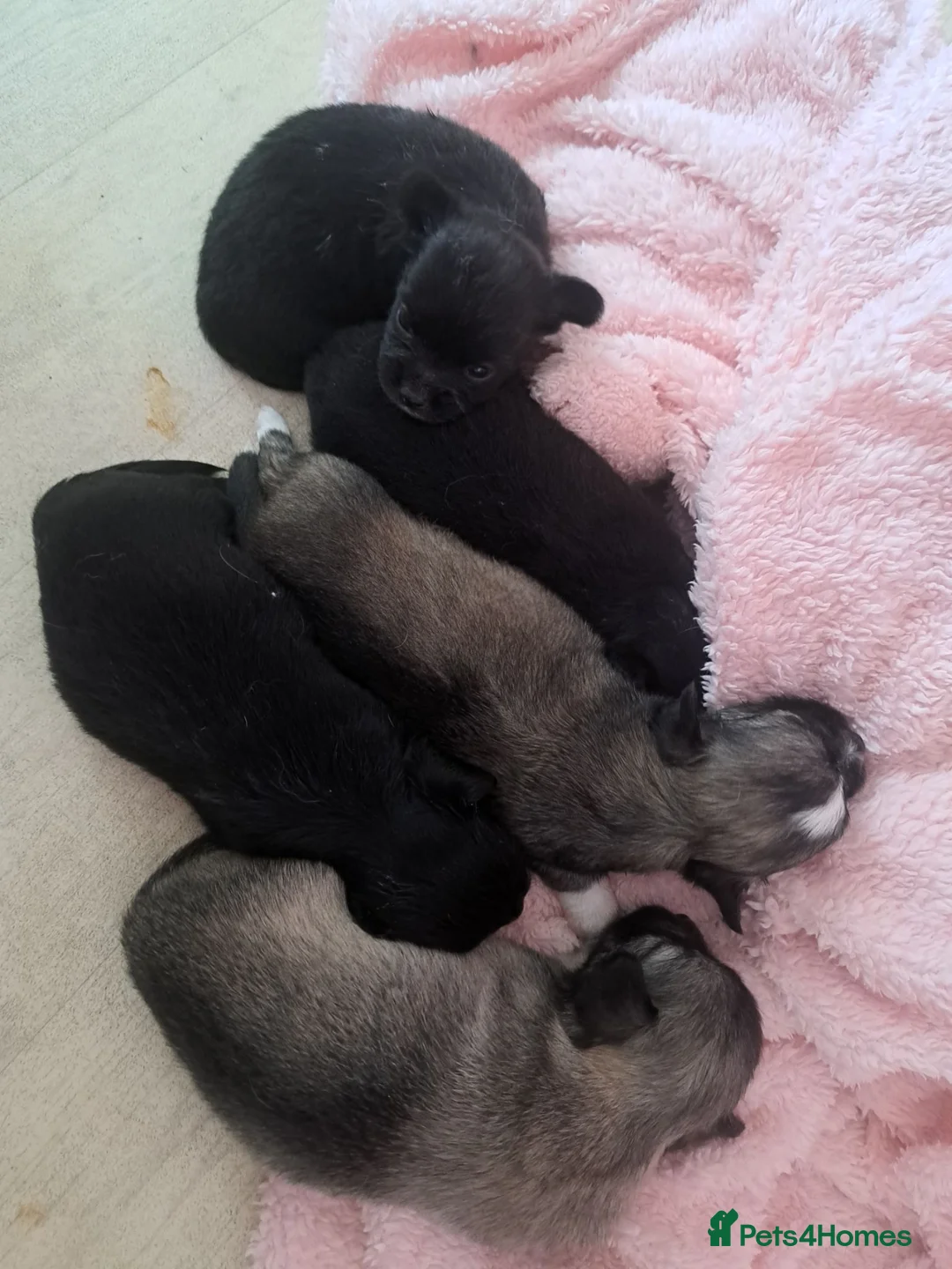 Chihuahua dogs for sale: Long Coat Chihuahua puppies - Advert 15