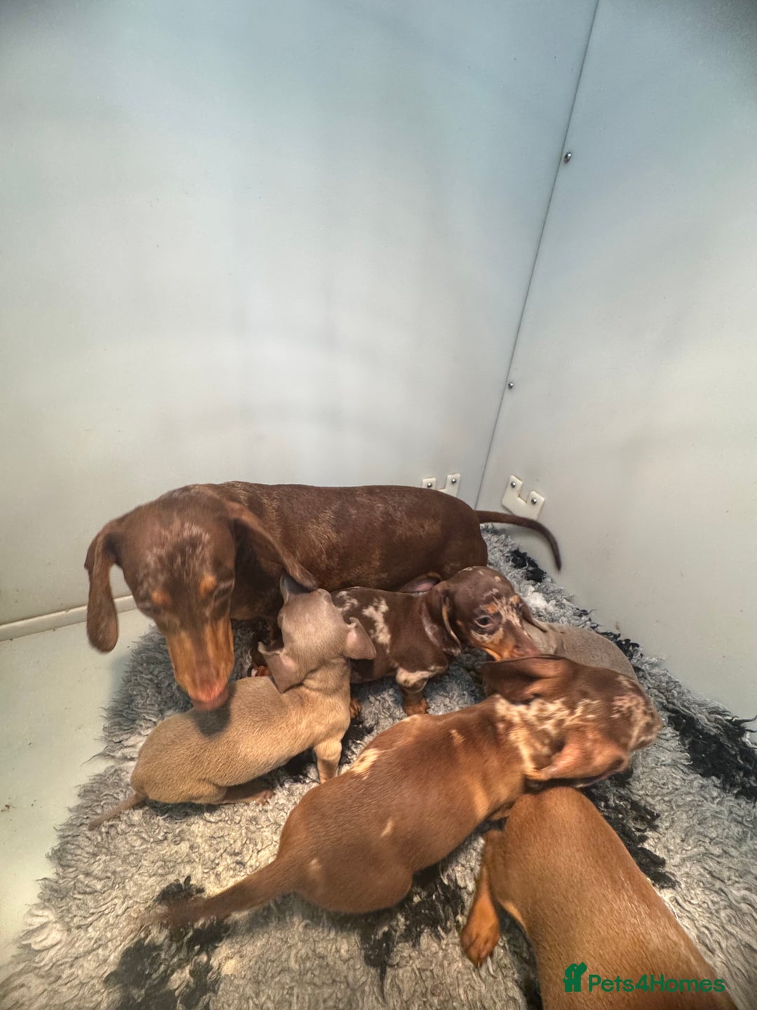 Miniature Dachshund dogs for sale: 5⭐️ Licensed breeder. Kc registered mini dachshund - Image 5
