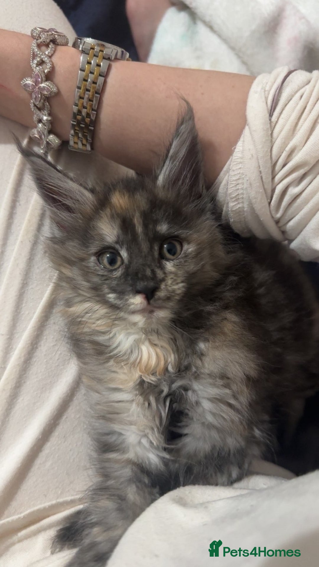 Maine Coon cats for sale: Maine coon kitten  - Advert 2