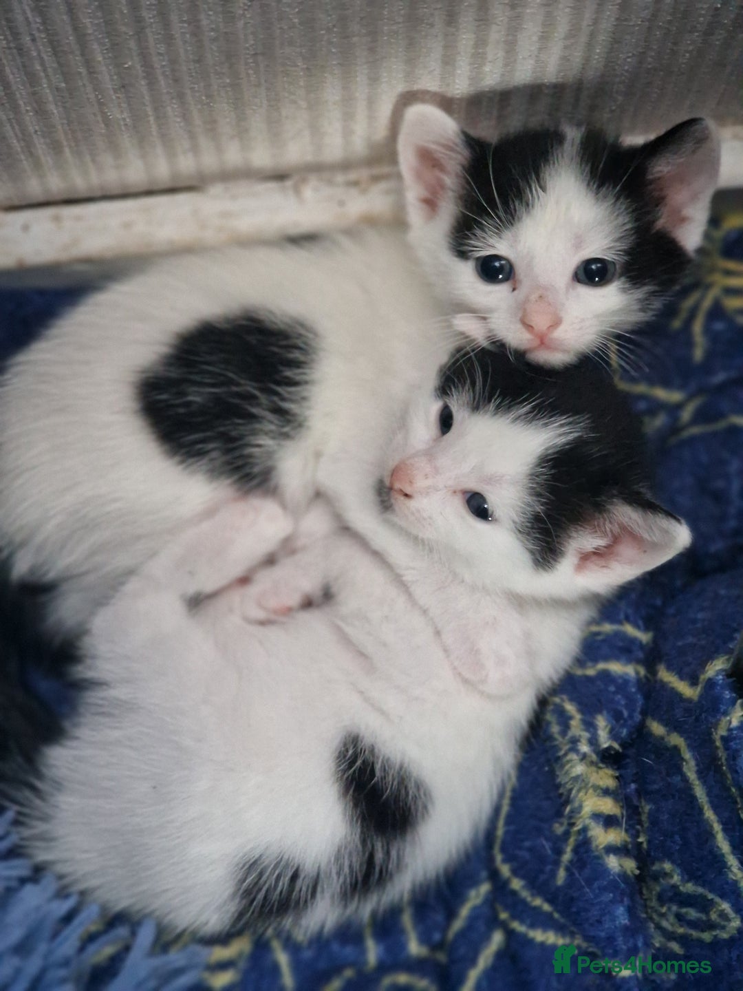 Mixed Breed cats for sale: Kittens  - Image 1