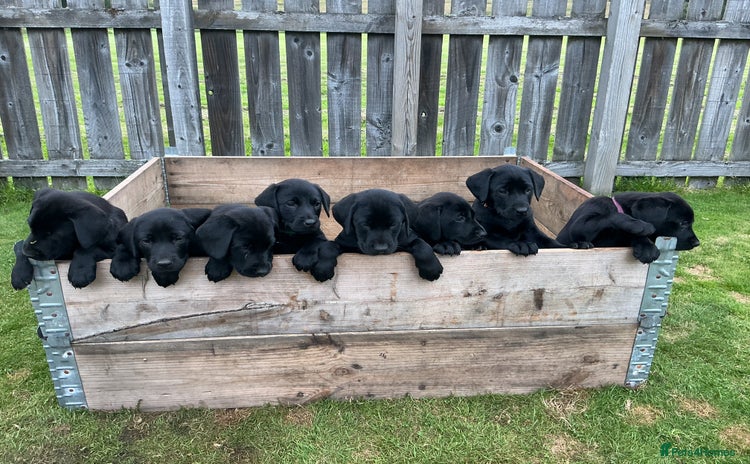 Labrador Retriever dogs - Advert 2