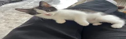 Mixed Breed cats for sale: Adorable 8 weeks old kitten  - Advert 2