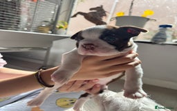 Boston Terrier dogs for sale: Boston Terrier Pups  - Image 8