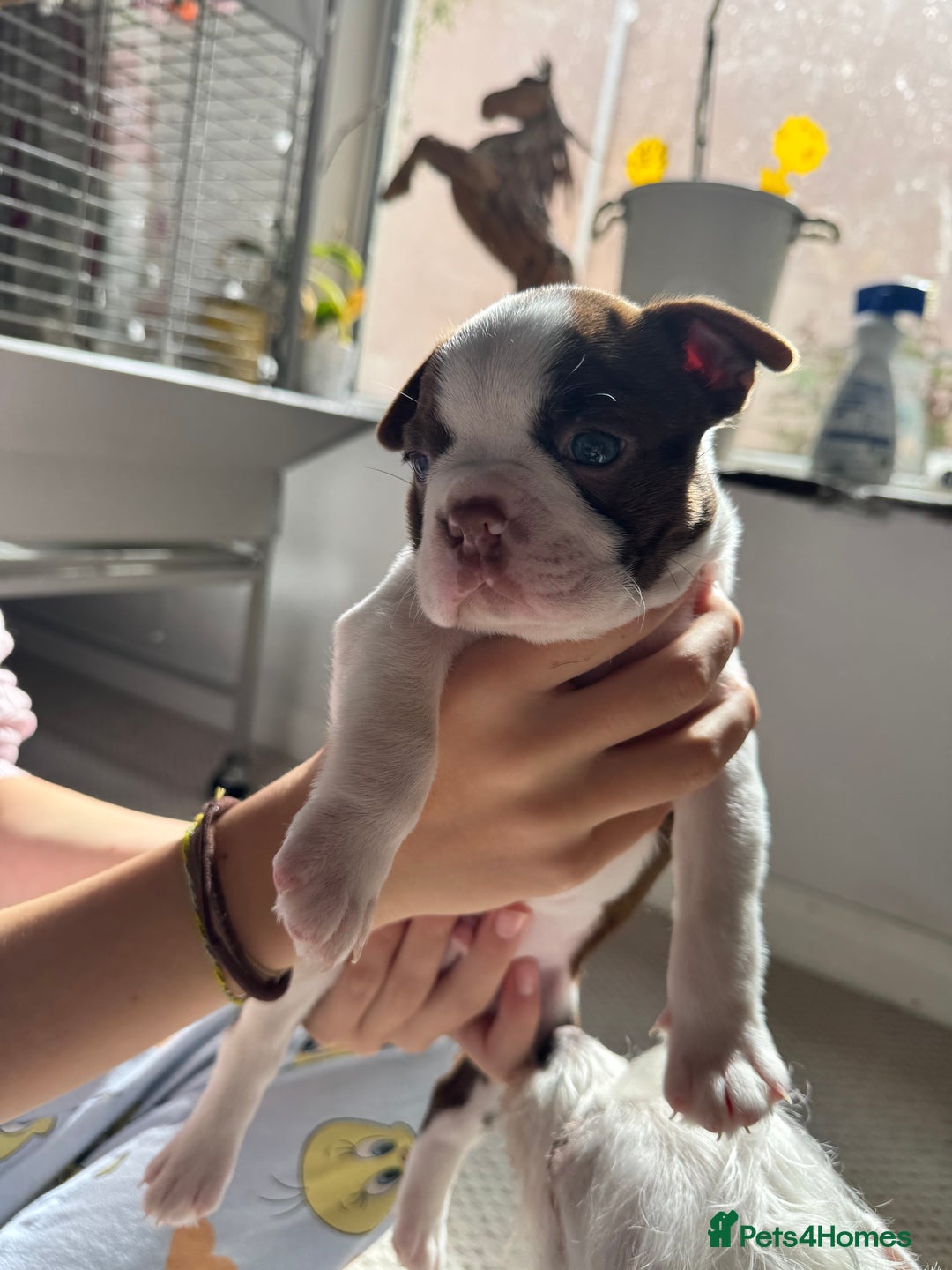 Boston Terrier dogs for sale: Boston Terrier Pups  - Image 8