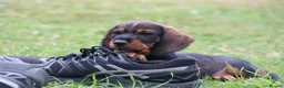 Dachshund dogs for sale: Wirehaired Dachshund pup - Advert 2