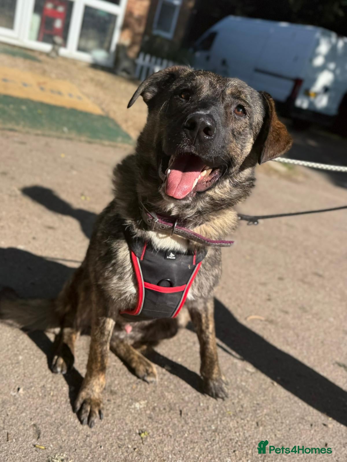 Mixed Breed dogs Adopt beautiful Bertie !!!  in Esher - Advert 2