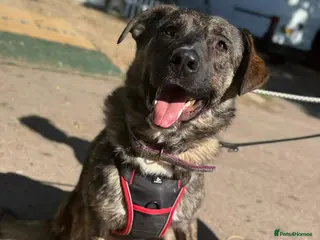 Mixed Breed dogs Adopt beautiful Bertie !!! in Esher - Advert 2