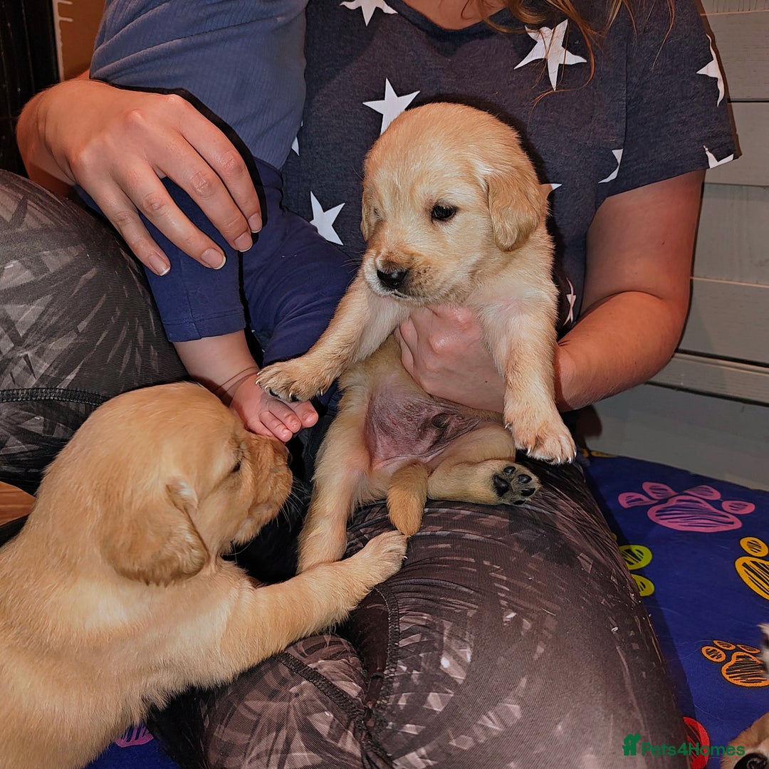 Golden Retriever dogs for sale: Amazing puppies  - Advert 17