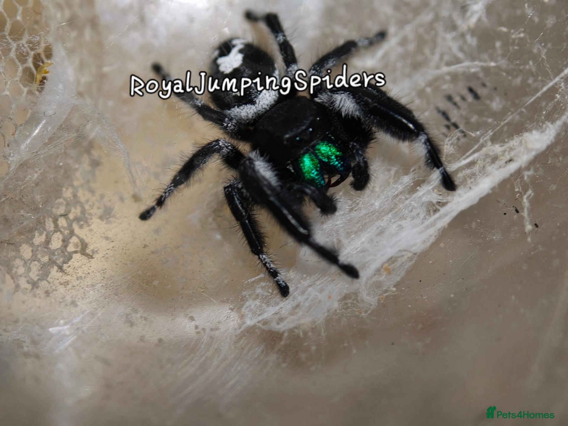 Spiders invertebrates for sale: Phidippus regius Apalachicola shipment incl. - Advert 14