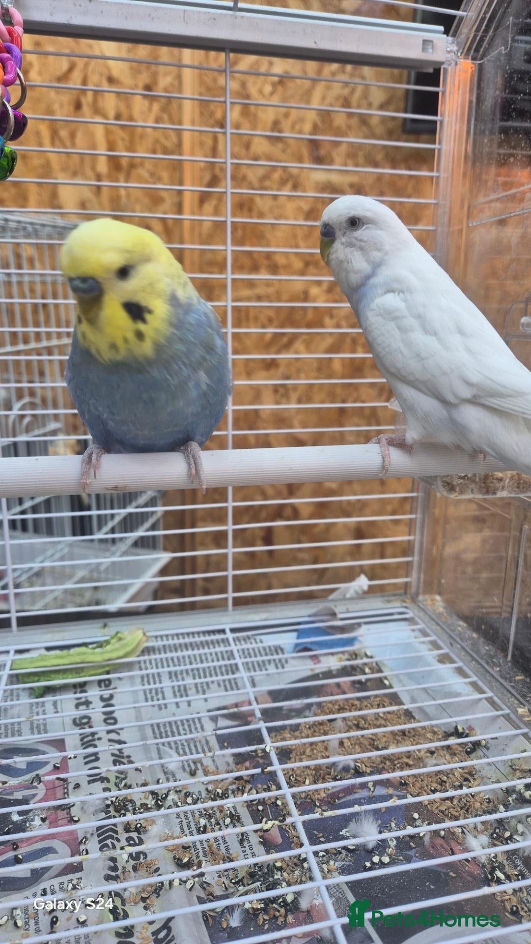 Budgerigars birds Budgies - Advert 1