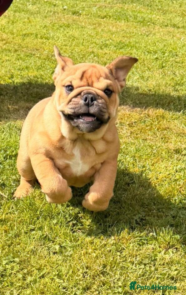 English Bulldog dogs for sale: Beautiful Bull dog puppies  - Advert 1