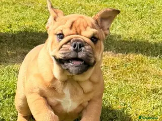 English Bulldog dogs Beautiful Bull dog puppies - Advert 2
