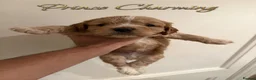 Cockapoo dogs for sale: ✨🐶 Stunning Golden F2 Cockapoo Puppies 🐶✨ - Advert 9