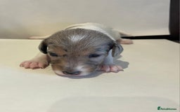Jackapoo dogs for sale: 7 little bundles of gorgeousness - Image 4