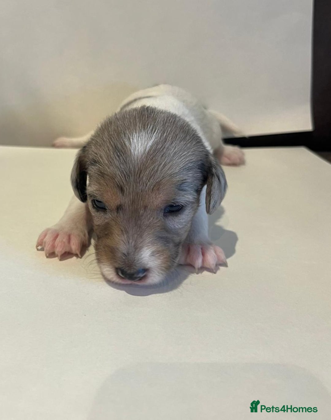 Jackapoo dogs for sale: 7 little bundles of gorgeousness - Image 4