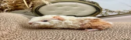 Guinea Pig rodents for sale: LOTS OF BABY BOYS AVAILABLE 🩵🏡💫 - Advert 6