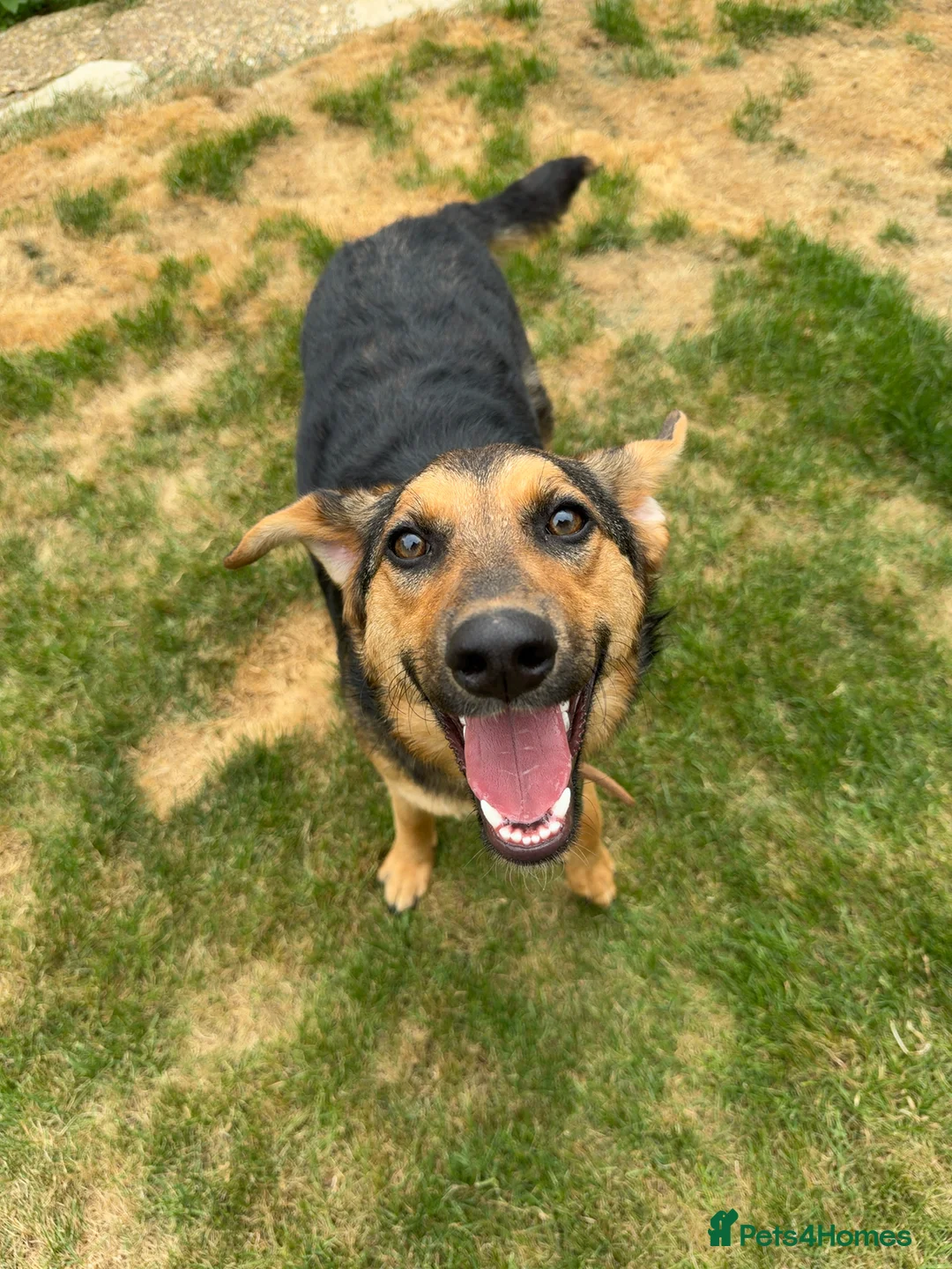 Mixed Breed dogs for adoption: Tiny Cookie is Looking for Forever Home 🐾 in St Albans - Advert 1