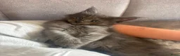 Maine Coon cats for sale: Maine Coon Kittens Russian & European Champ Lines  - Advert 25
