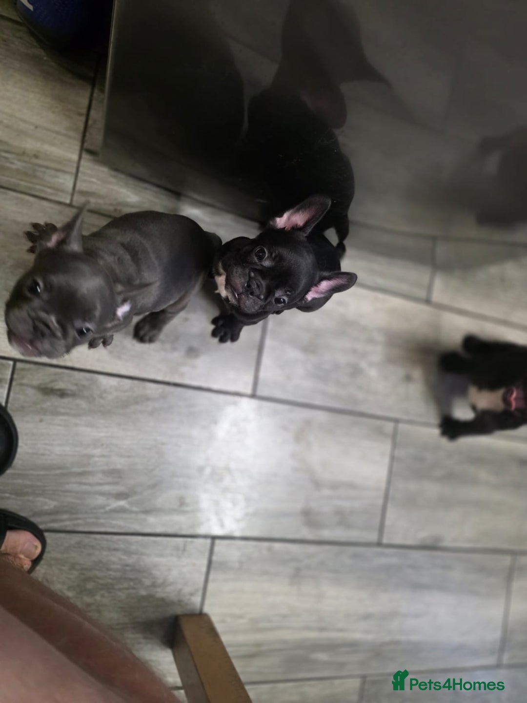 French Bulldog dogs for sale: 2 Adult French bulldogs and 4 Puppies  - Image 30