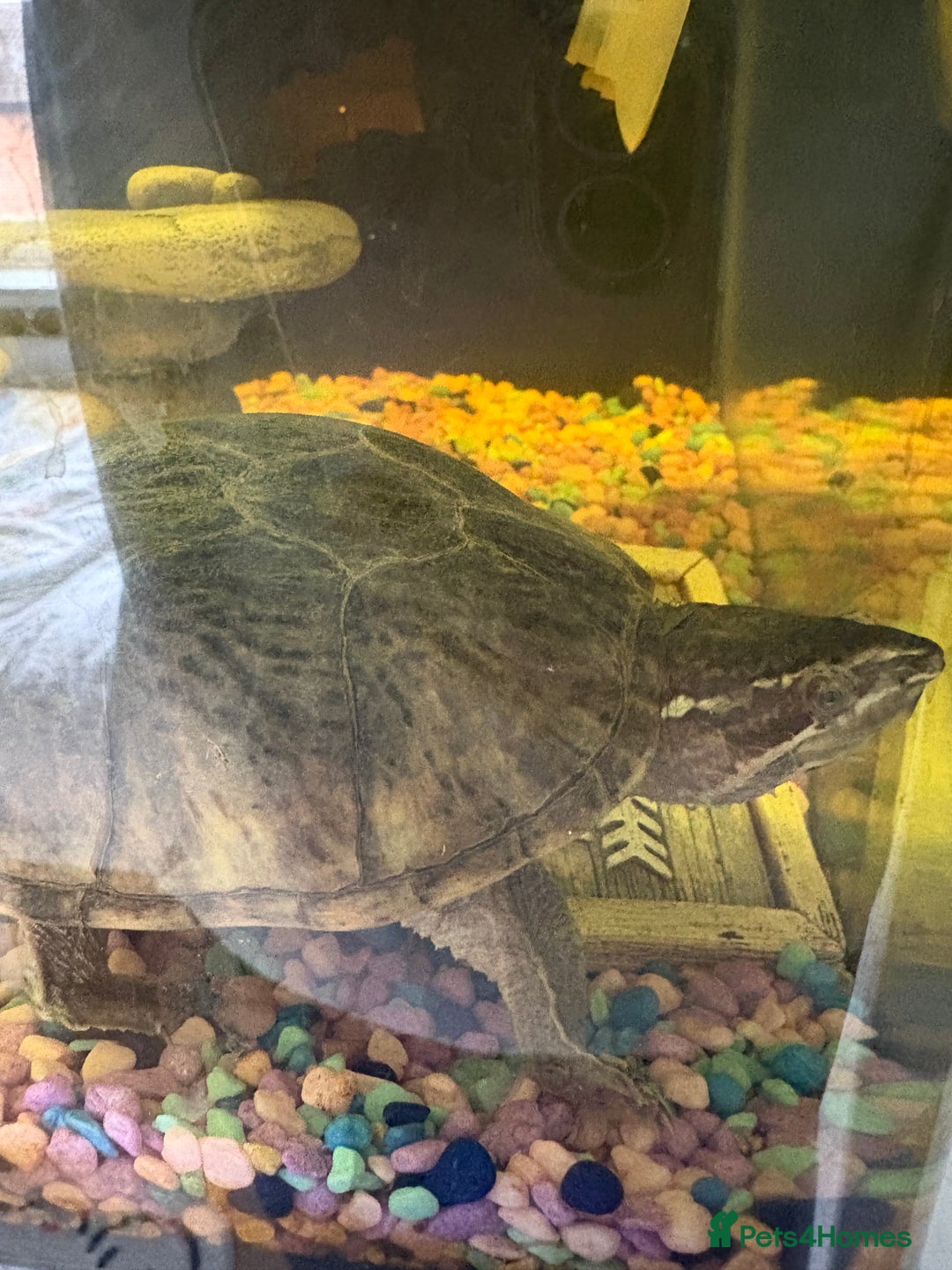 Turtle reptiles for sale: Musk turtle for sale - Image 3