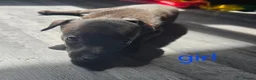 Whippet dogs for sale: Kc whippets for sale one black female left  - Advert 10