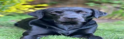 Labrador Retriever dogs for stud: KC Registered Working Black Labrador Stud - Woody in Market Drayton - Advert 2
