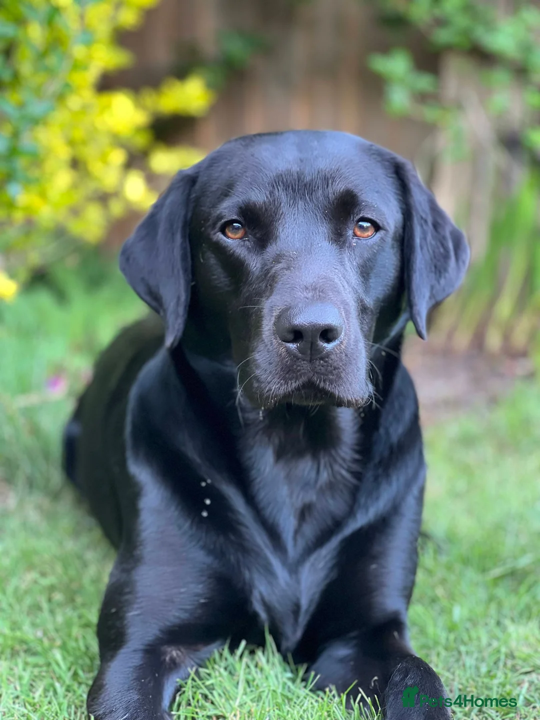Labrador Retriever dogs for stud: KC Registered Working Black Labrador Stud - Woody in Market Drayton - Advert 2