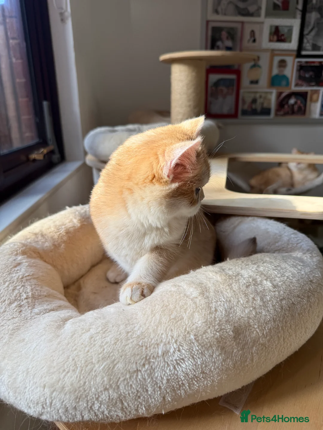 British Shorthair cats for sale: GCCF reg BSH and BLH Chocolate Golden Kittens - Advert 26