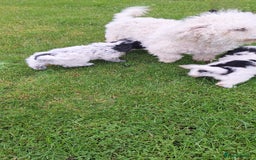 Poochon dogs for sale: 2 beautiful poochon girls - Image 14