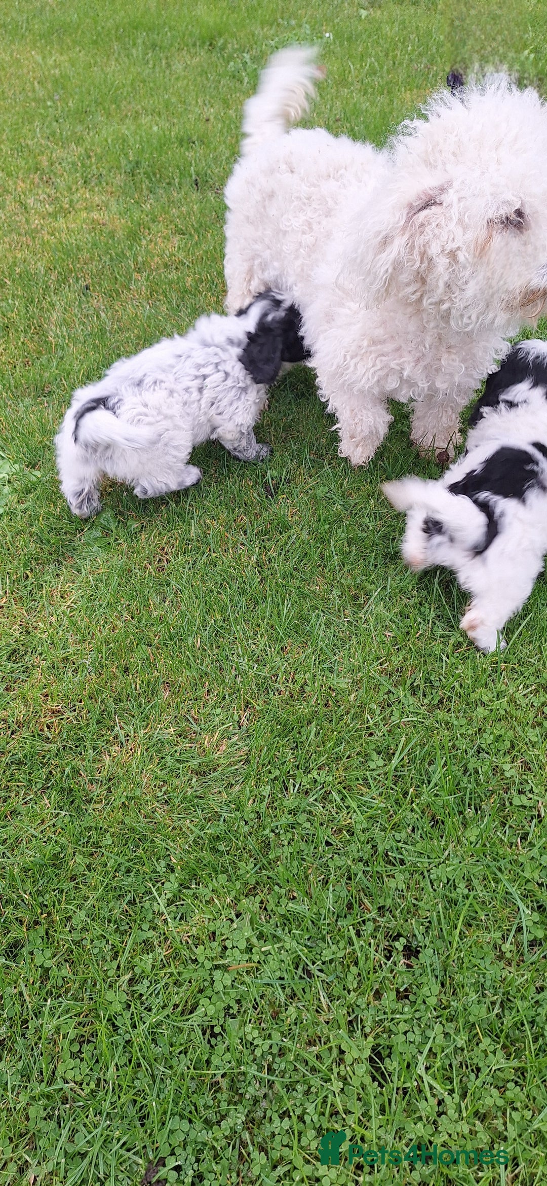 Poochon dogs for sale: 2 beautiful poochon girls - Image 14