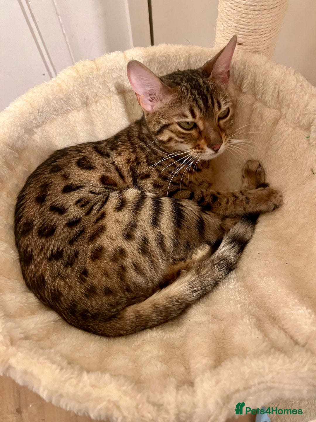 Bengal cats for sale: Gorgeous pure bengal girl for sale  - Advert 2