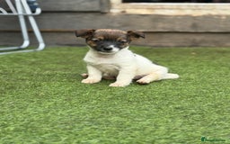 Jack Russell dogs for sale: The cutest little Jack Russel pups ❤️ - Image 21