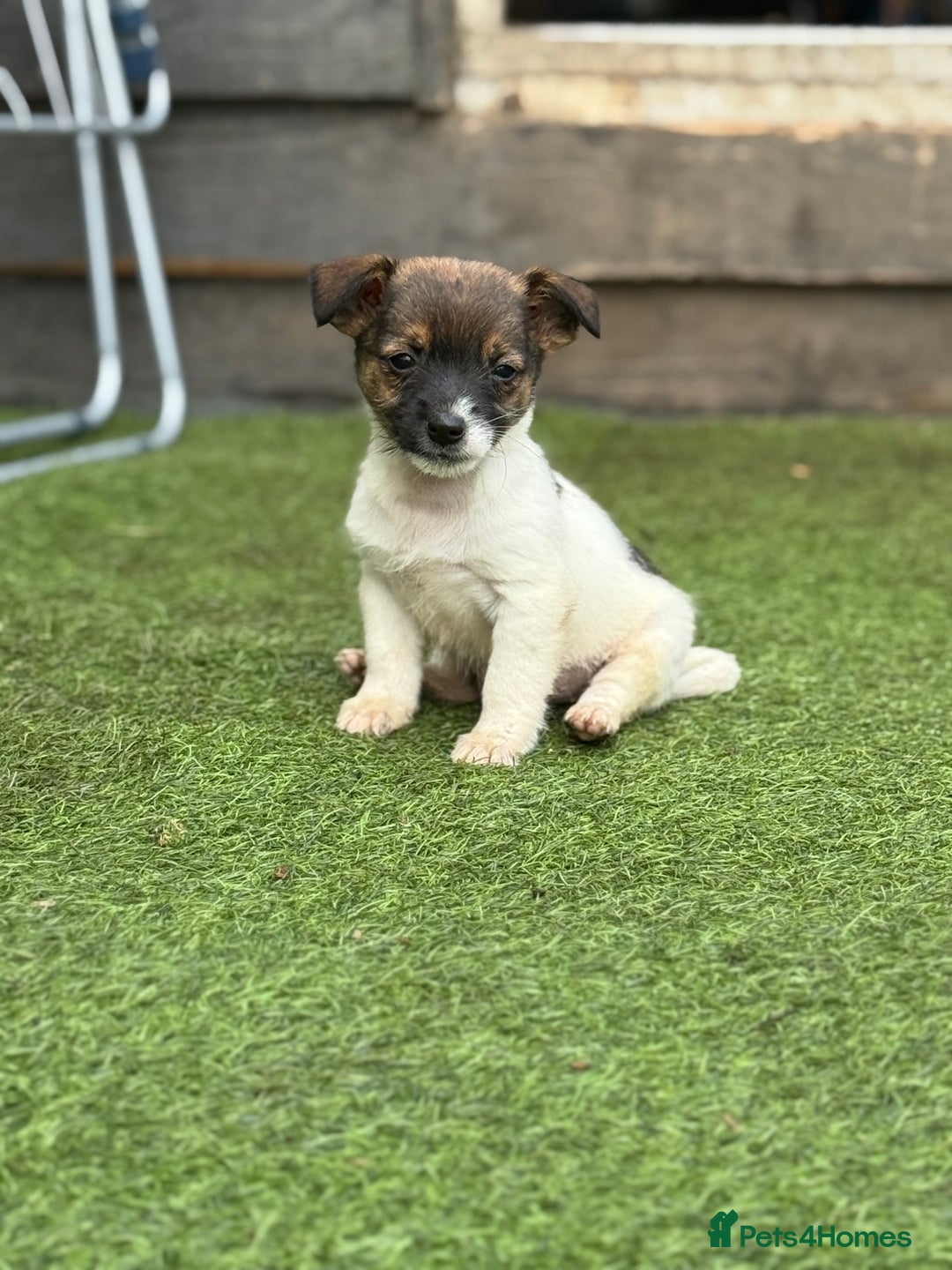 Jack Russell dogs for sale: The cutest little Jack Russel pups ❤️ - Image 21